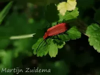 Roodkopvuurkever [Pyrochroa serraticornis]